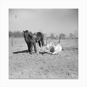 Erasty Emrich, Tenant Farmer Near Battle Ground, Indiana, Carrying One Of His Horses By Russell Lee Canvas Print