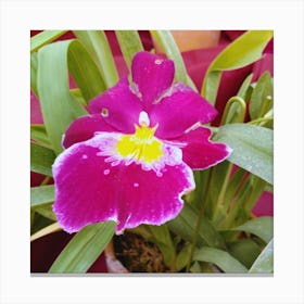 Purple Orchid Canvas Print