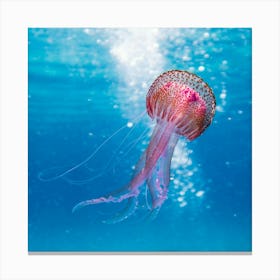 Jellyfish - Jellyfish Stock Videos & Royalty-Free Footage Lienzo