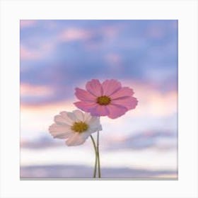 Cosmos Flowers At Sunset Canvas Print