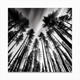 Black And White Forest 4 Canvas Print