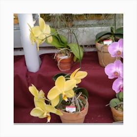 Orchids In Pots 5 Canvas Print