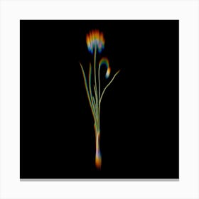 Prism Shift Autumn Onion Botanical Illustration on Black Canvas Print