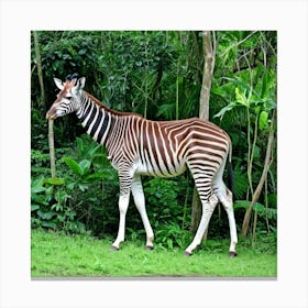 Okapi Africa Giraffe Mammal Forest Herbivore Stripes Hooves Wildlife Rainforest Congo Uni (2) Canvas Print