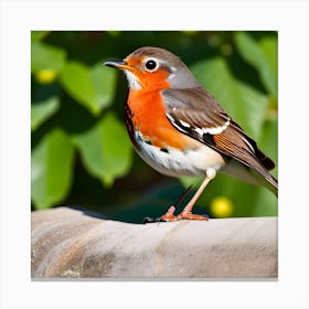 Robin 10 Canvas Print