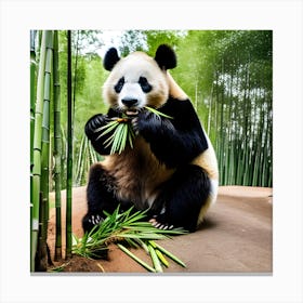 Panda Bear Eating Bamboo 10 Canvas Print