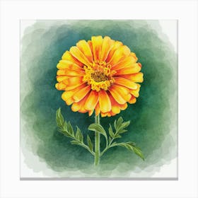 Marigold Canvas Print