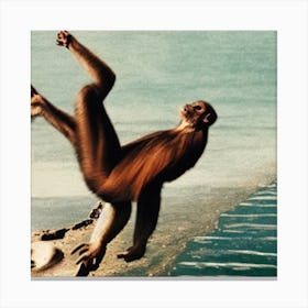Monkey In The Water Canvas Print