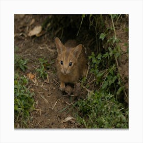 Small Cat Canvas Print