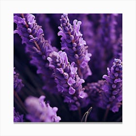 Lavender Flowers 11 Canvas Print