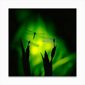 Dragonflies At Night Canvas Print