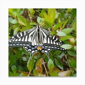 Butterfly 8 Canvas Print