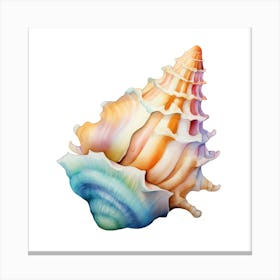 Sea Shell Isolated On White Canvas Print