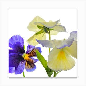 Pansies 1 Canvas Print