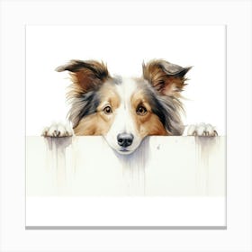 Shetland Sheepdog Canvas Print