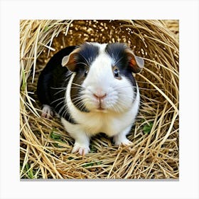 Guinea Pig 4 Canvas Print