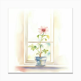 Pink Flower In A Pot Canvas Print