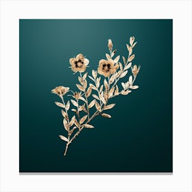 Gold Botanical Rosa Persica on Dark Teal n.1575 Canvas Print