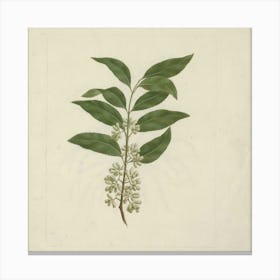 Plant With Leaves Canvas Print