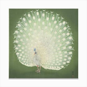 Peacock 2 Canvas Print