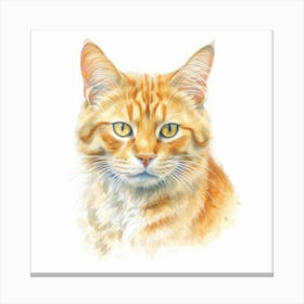 Mandarin Cat Portrait Canvas Print