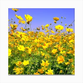 Yellow Cosmos Flowers Canvas Print