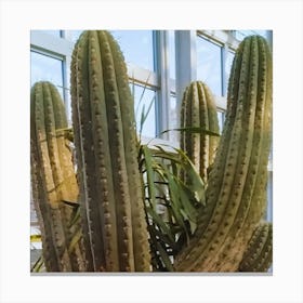 Cactus 6 Canvas Print