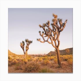 Warm Joshua Tree Sunset View Canvas Print