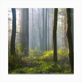 Ferns In The Forest Canvas Print