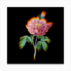 Prism Shift Gallic Rose Rosa Gallica Aurelianensis Botanical Illustration on Black Canvas Print