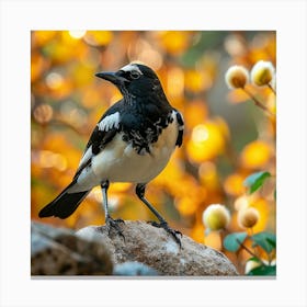Rufous-Tailed Magpie Canvas Print