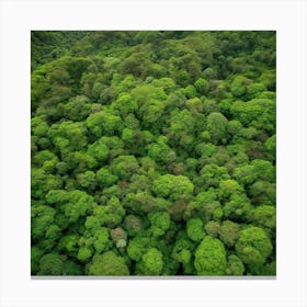 Aerial View Of A Tropical Rainforest Canvas Print