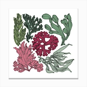 Retro Botanical Seaweed Square Canvas Print