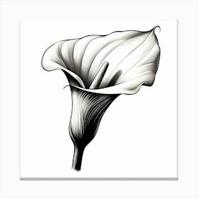 Calla flower Canvas Print