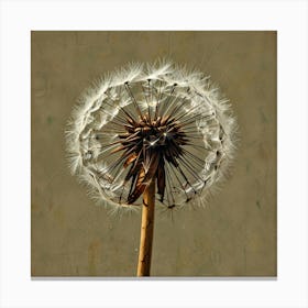 Dandelion 11 Canvas Print