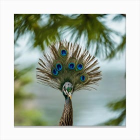 Peacock Canvas Print