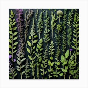 Arrangement Of Herbs On A Black Background Canvas Print