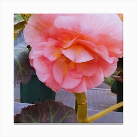 Begonia 18 Canvas Print