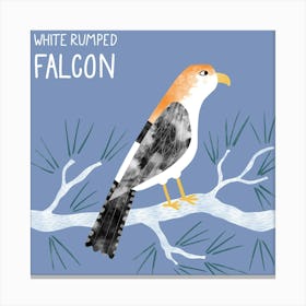 White Rumped Falcon Bird of Prey Toile