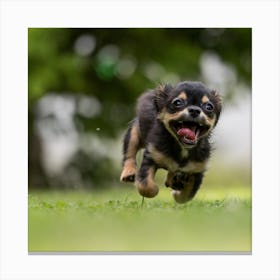 Chihuahua Puppy Running Canvas Print