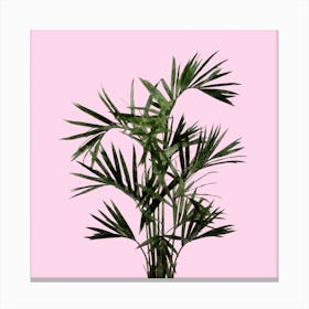 Palm Plant on Pastel Pink Wall Canvas Print