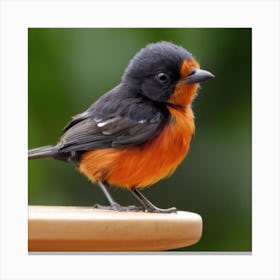 Rufous-Tailed Robin Canvas Print