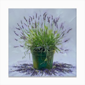 Lavender In A Pot 1 Canvas Print