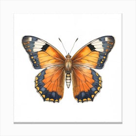 Butterfly 28 Canvas Print