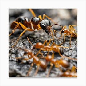 Ants On A Rock 1 Canvas Print