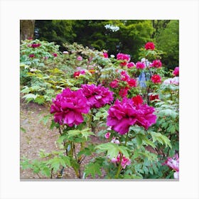 Peonies In The Garden 5 Canvas Print