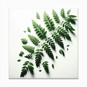 Fern Leaves Canvas Print