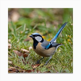 Tit on branch 29 Canvas Print