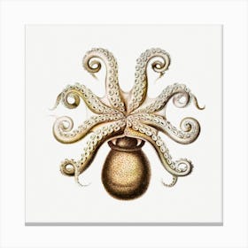 Vintage Octopus 2, Ernst Haeckel Canvas Print
