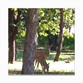 les gazelles dans un park Canvas Print